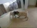 Psi a kočky - Úžasné video online