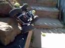 Back yard rock crawling video online#