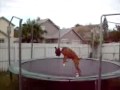 Pes skáče na trampolíně video online