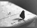 UDG - videoklip Motýl video online
