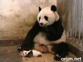 Pandí leknutí video online