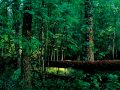 Ilkka Halso - Forest of Sponsors / Restoration / Museum of Nature (slideshow for Fotojatka 2011) video online#