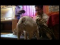 Bulldog a divoká prasátka video online
