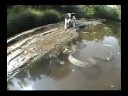 Jack Russell Terrier vs. Snake  video online#