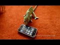 Chameleon vyděšený z Iphonu video online