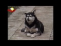 Talentovaná a zábavná zvířata video online#