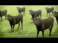 Krávy, krávy video online