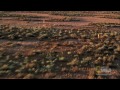Dokument National Geographic - Klokani video online