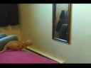 Domácí video - hloupá kočka video online