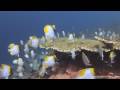 Potápění na Bali video online