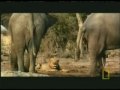 Lvi vs Sloni video online