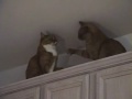 Kočičí zápas video online