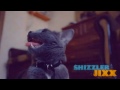 Nejlepší kočičí videa video online