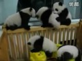 Malé pandy si hrají video online
