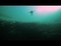 Freediving:Guillaume Nery video online#