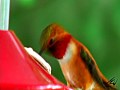 Překrásní kolibříci video online