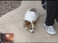 Usínající pes video online