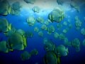 Podmořský svět:Malajsie video online#