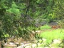 Tygr video online