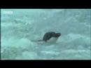 Tučňák vs tuleň video online
