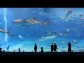 Kuroshio:2.největší akvárium na světě video online