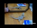 Vtipná videa - Zvířata vs Zrcadlo video online