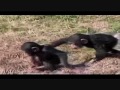 Vtipná videa zvířat video online