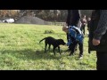 26.10 2013 Výcvik psů video online