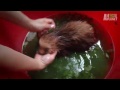 Koupání malých lenochodů video online