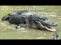Souboj krokodýl vs krajta video online