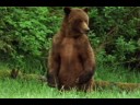 Medvědi na Aljašce video online