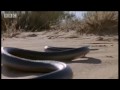 Jak se hadi pohybují? video online#