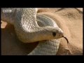Kobra Indická video online