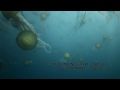 Potápění - Medůzové šílenství video online